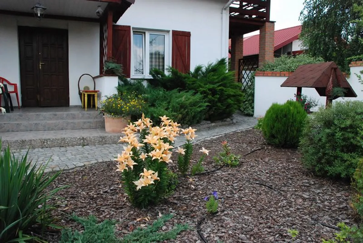 Wejście do domu z ogrodem i liliami AgroFarma Gołaszewo