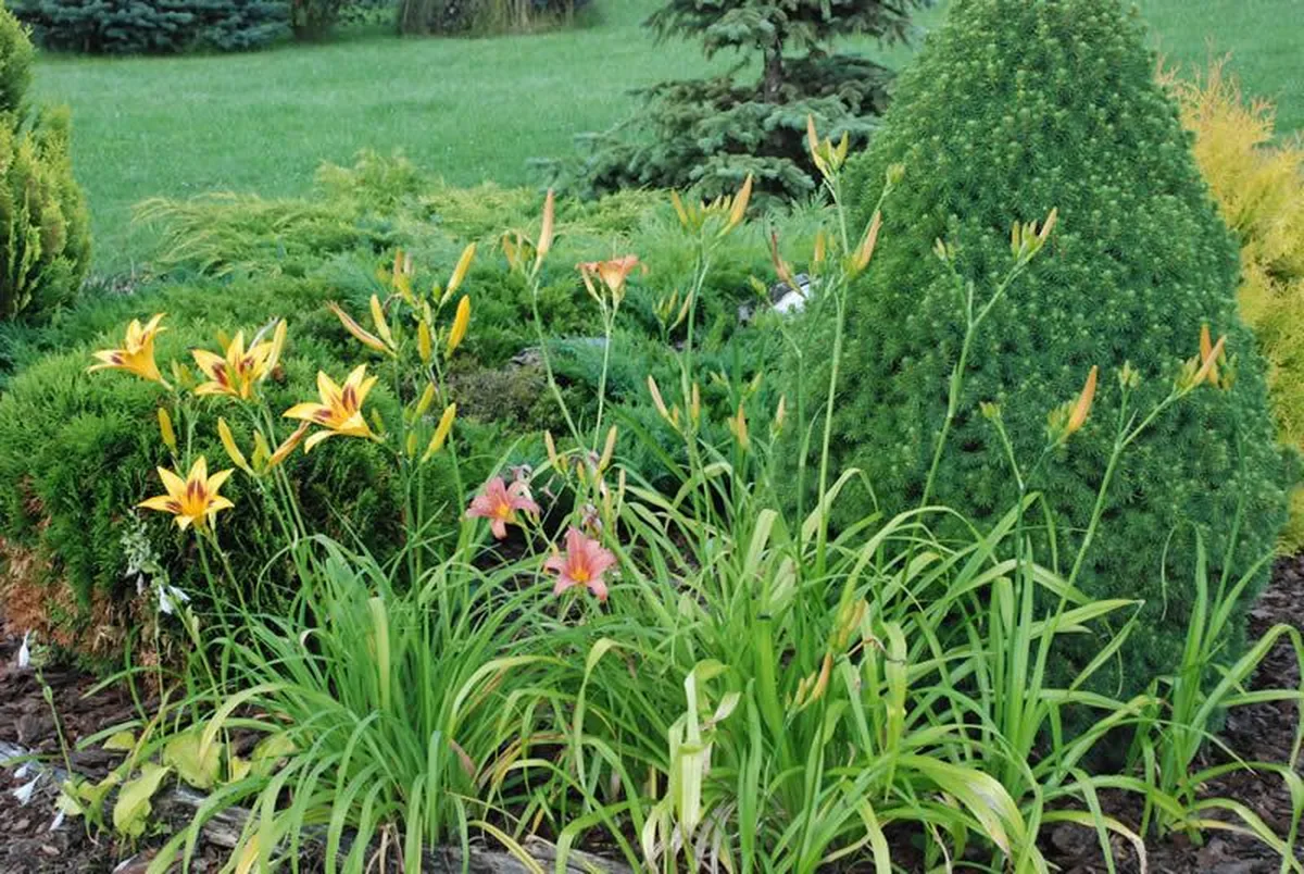 Ogród z kwiatami — liliowce i krzewy