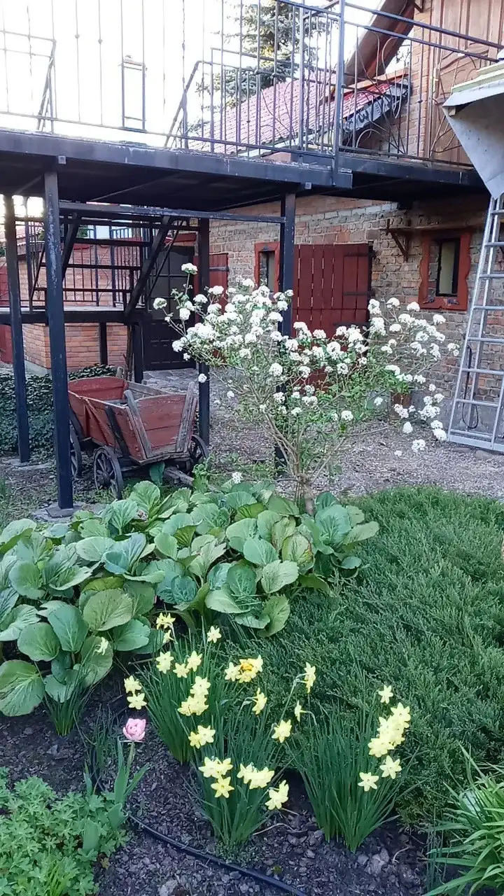 Ogród z wiosennymi kwiatami i starym wozem