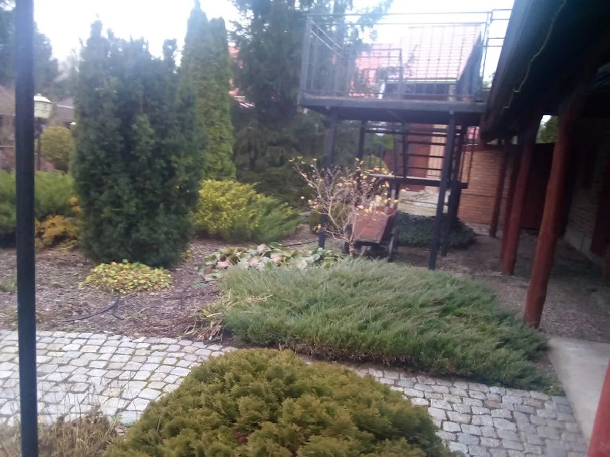 Ogród z zielonymi krzewami i ścieżką