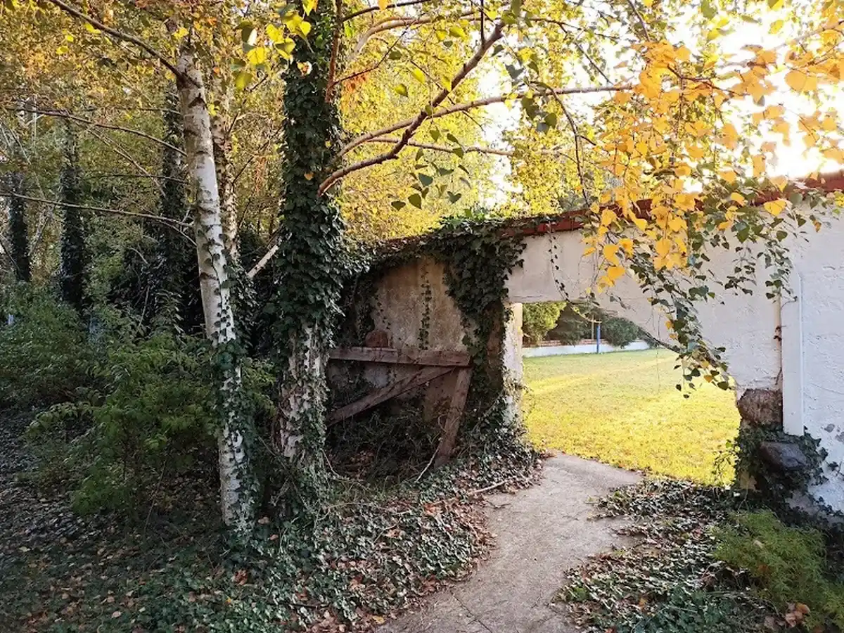 Jesienna ścieżka wśród brzóz AgroFarma Gołaszewo