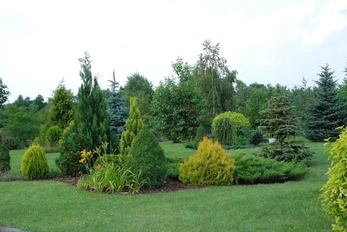 Zadbane ogrody AgroFarma — krzewy i trawa Gołaszewo