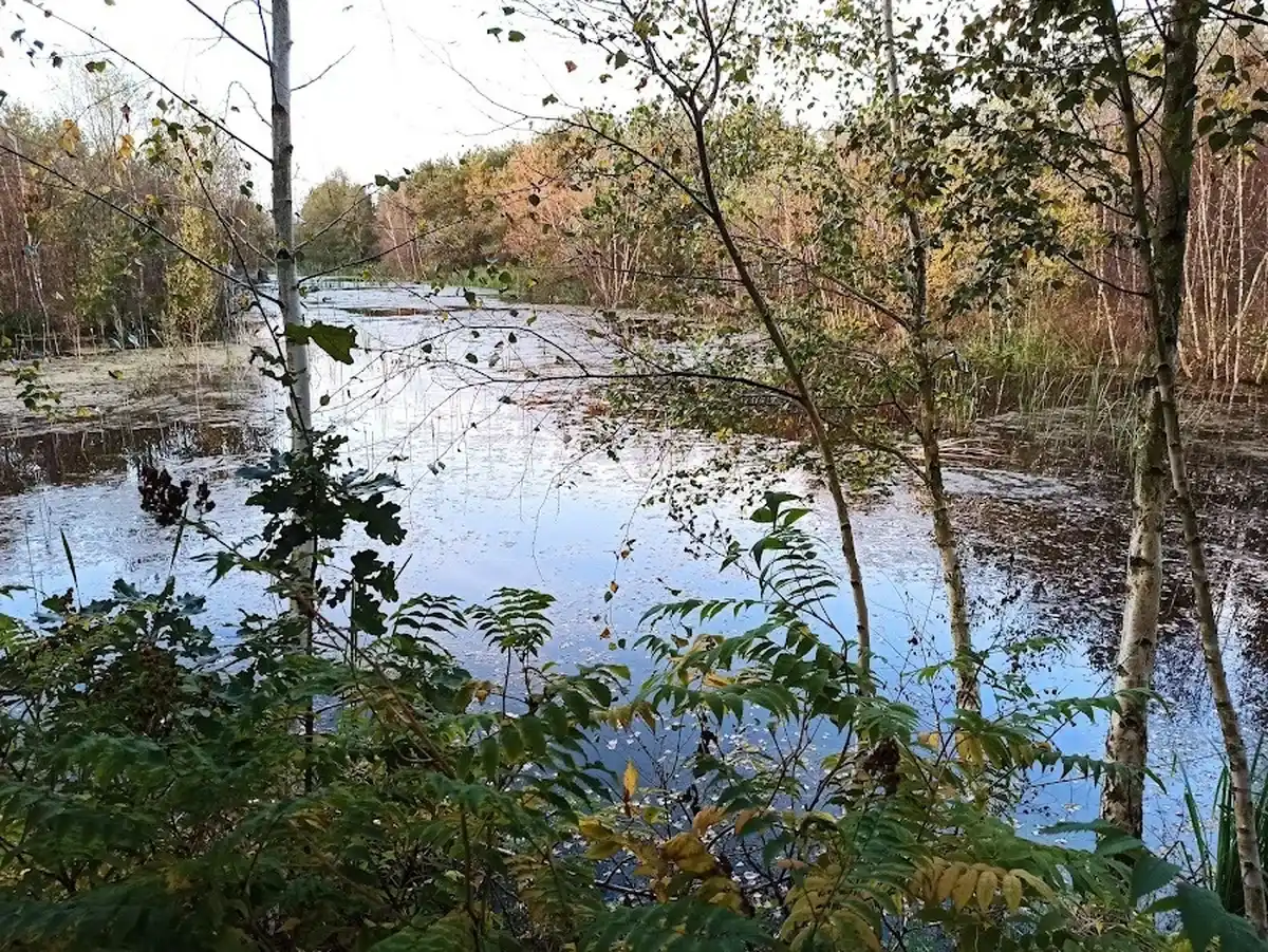 Jesienny staw w otoczeniu lasu