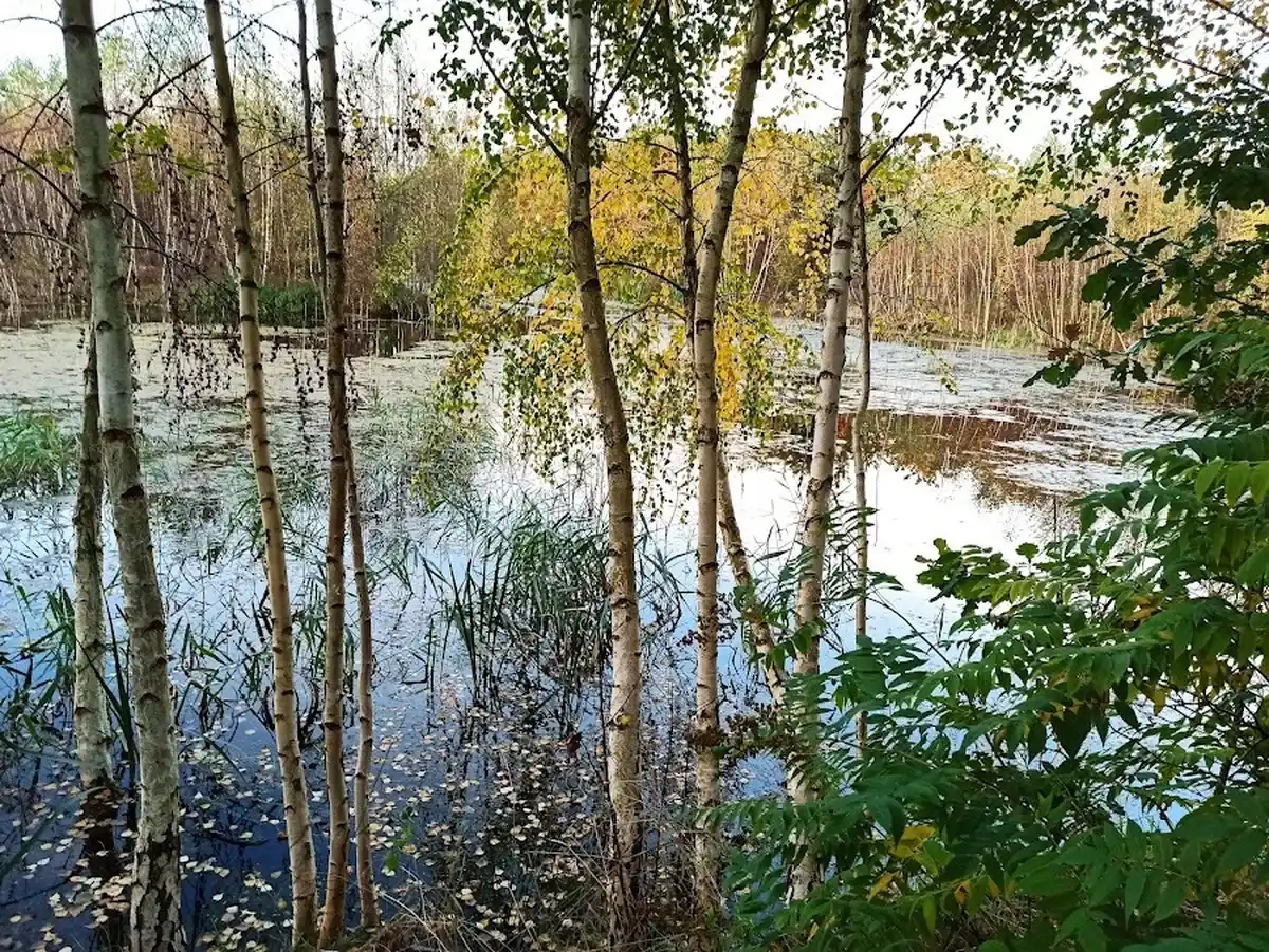 Jesienny staw z brzozami — spokój i cisza