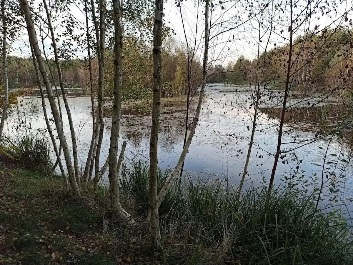 Jezioro z brzozami — malowniczy widok