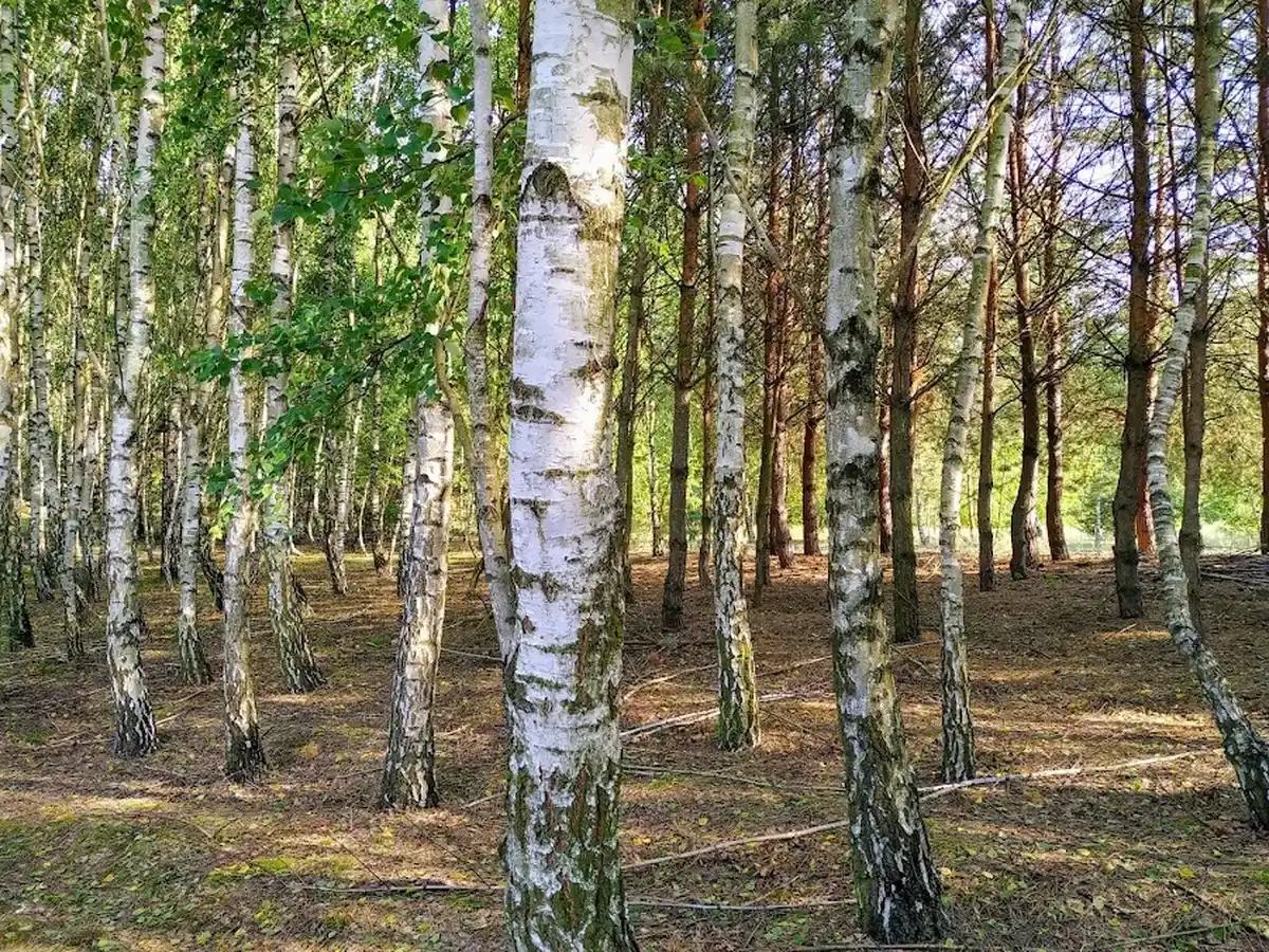 Piękny las brzozowy na terenie AgroFarma Gołaszewo