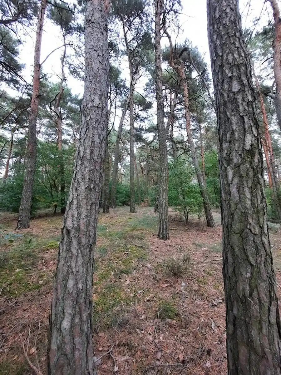 Las sosnowy — spacery i relaks w AgroFarma