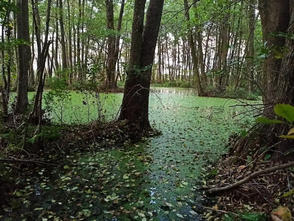 Leśne bagno z rzęsą — dzika przyroda AgroFarma