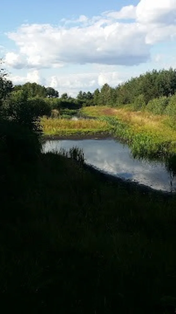 Malowniczy strumień i zieleń — okolice AgroFarma