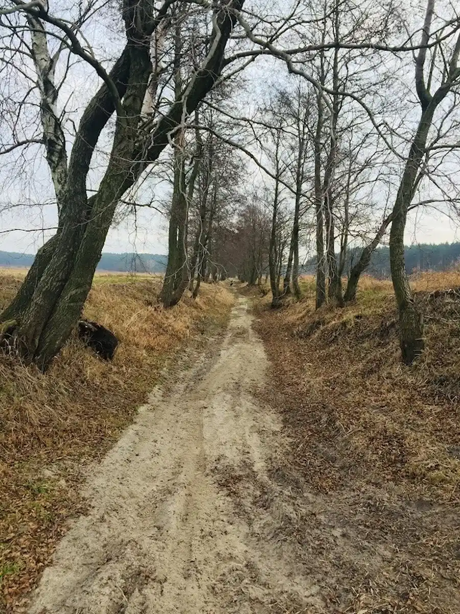 Piaszczysta droga wśród drzew — okolice AgroFarma