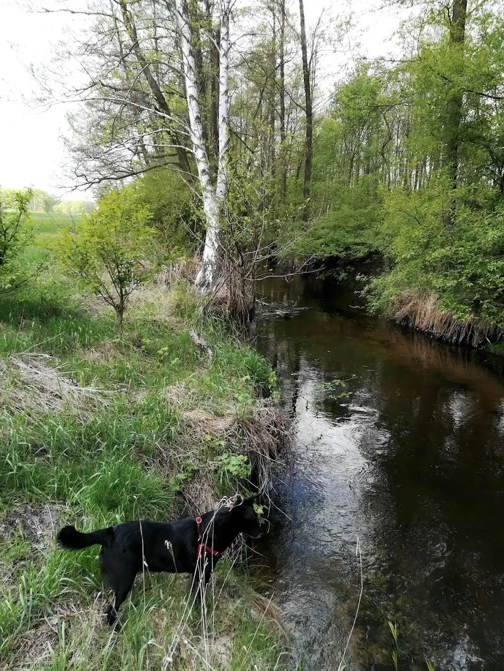 Pies przy potoku — spacer w okolicach AgroFarma