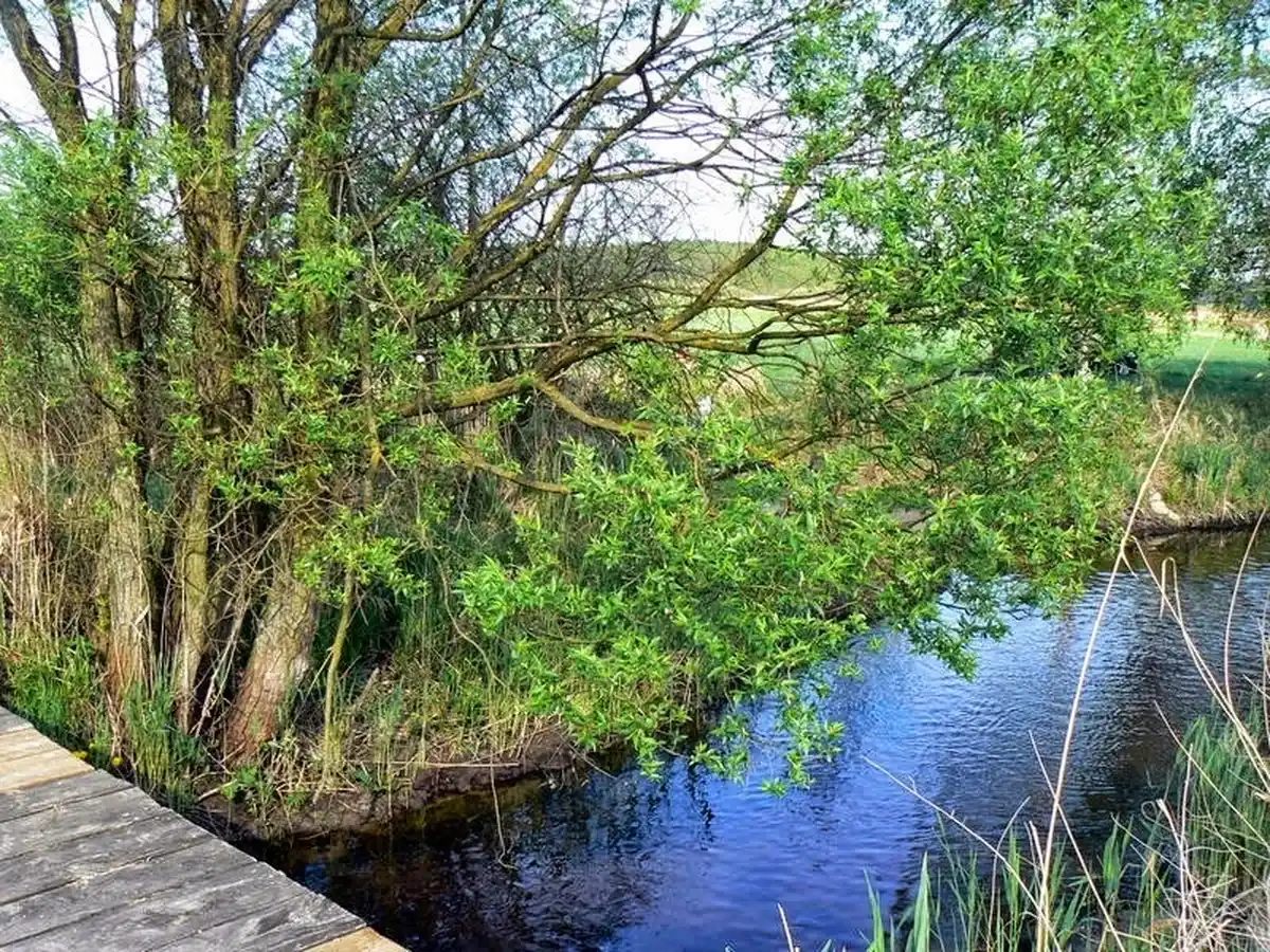Pomost nad stawem wśród zieleni