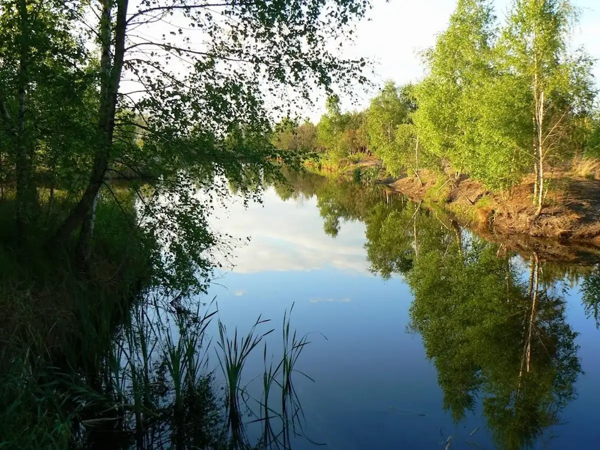 Rzeka z odbiciem drzew w AgroFarma