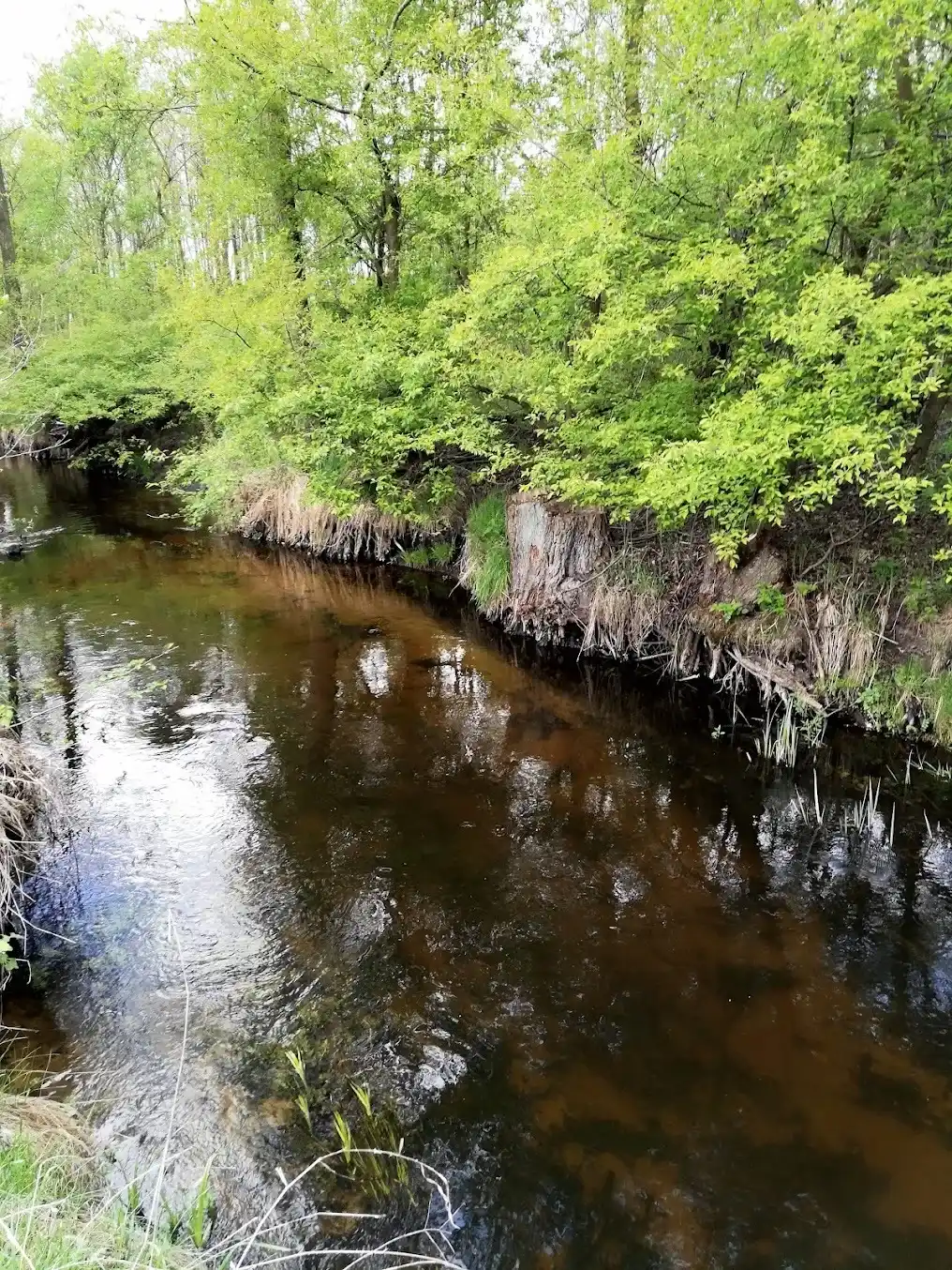 Rzeka w lesie — Gołaszewo i okolice AgroFarma