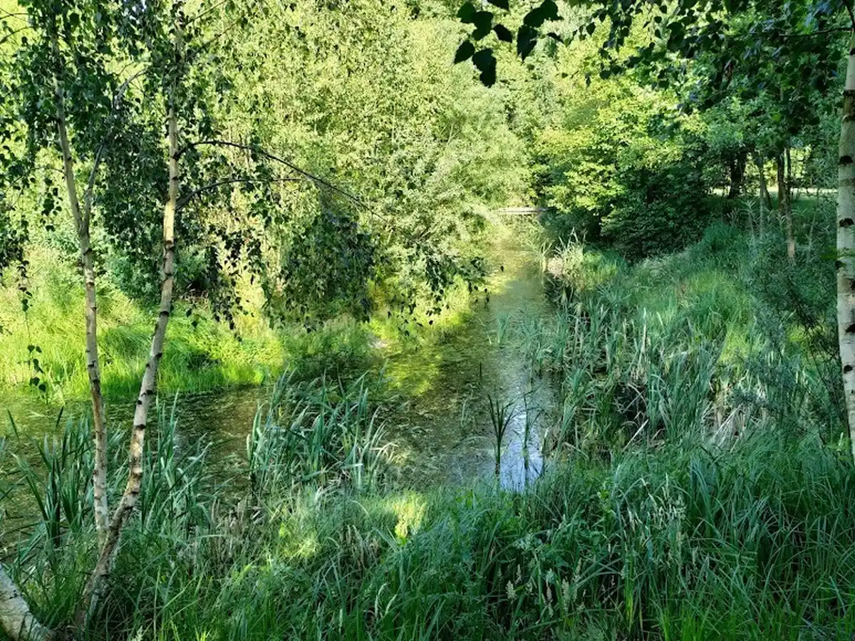 Zielona rzeka otoczona bujną roślinnością