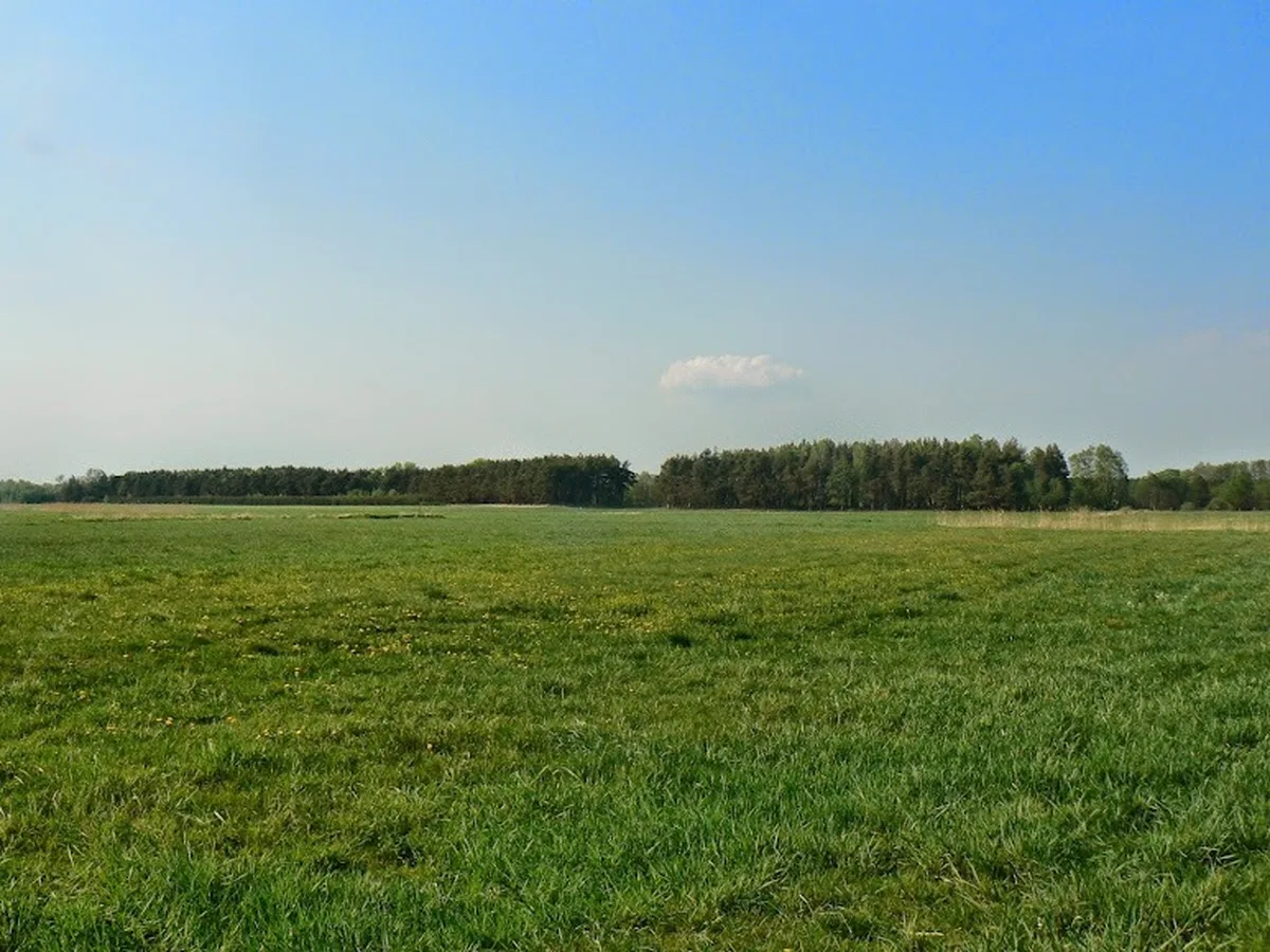Zielone łąki i las w Gołaszewie