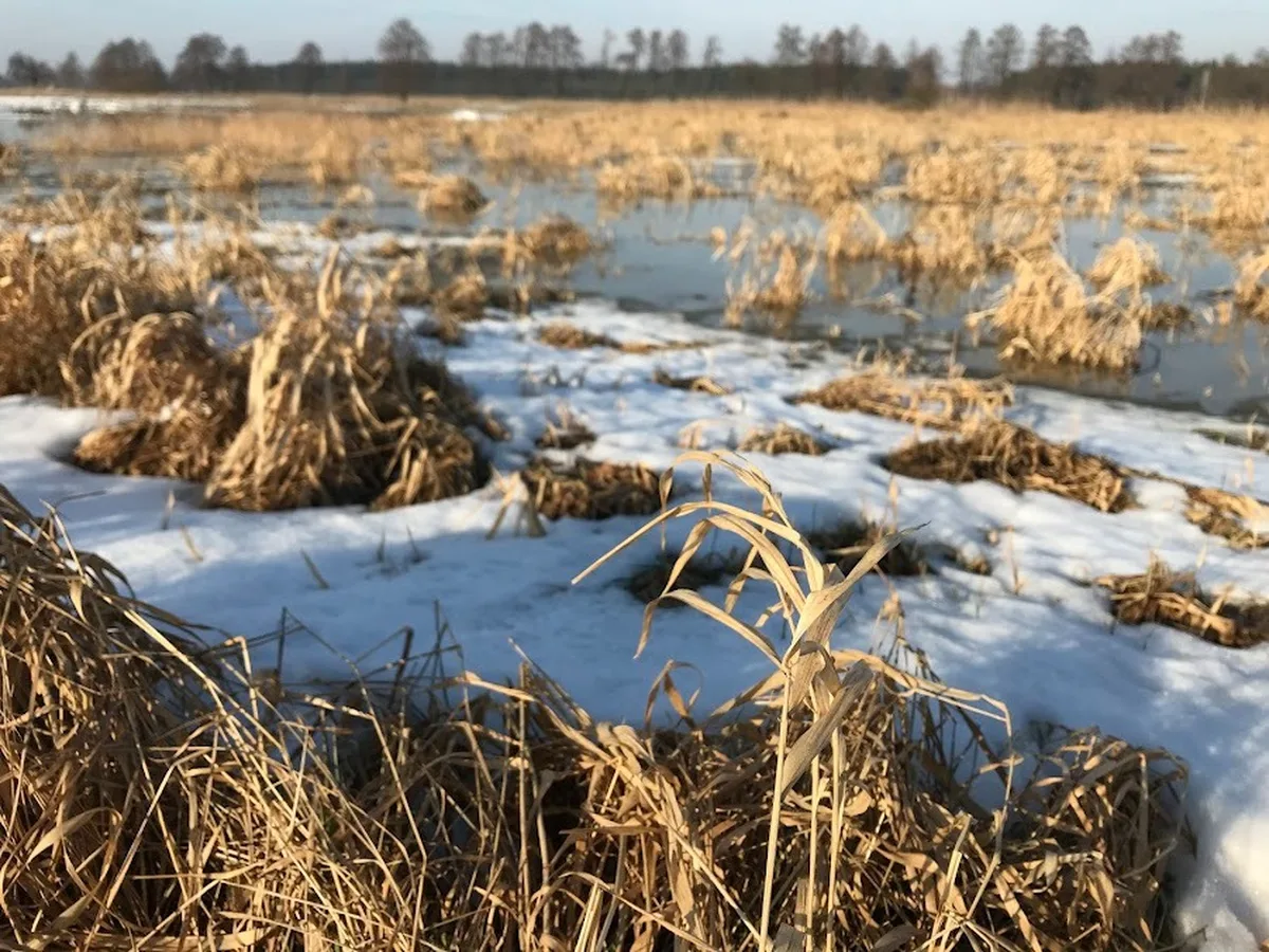 Zimowe rozlewiska z suchymi trawami — dzika natura
