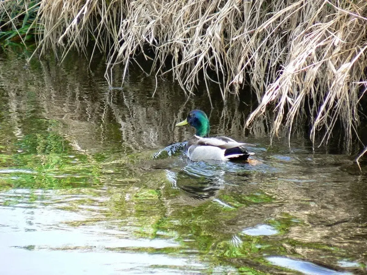 Kaczka krzyżówka pływająca w stawie