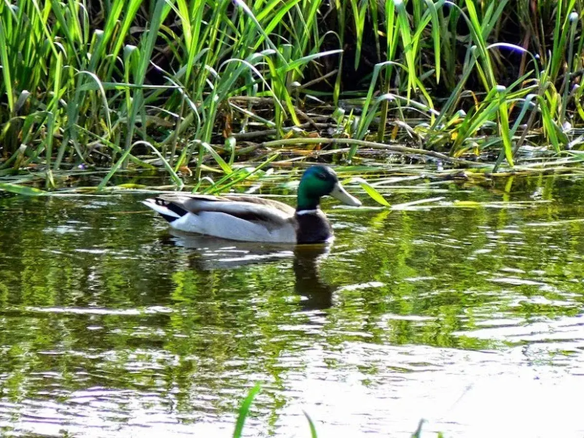 Kaczka krzyżówka w stawie — przyroda AgroFarma