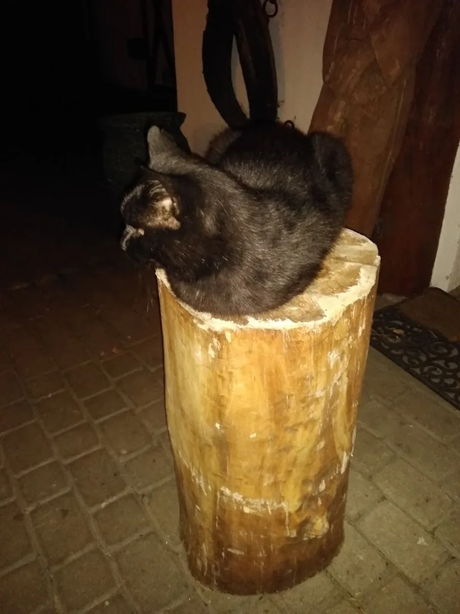 Puszysty kot na pniu drzewa