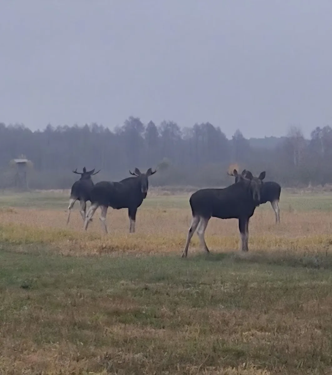 Łosie na polu w Gołaszewie — dzika przyroda