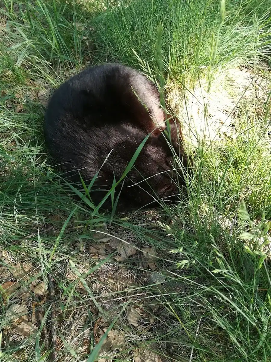 Śpiący czarny kot w trawie — mieszkaniec AgroFarma
