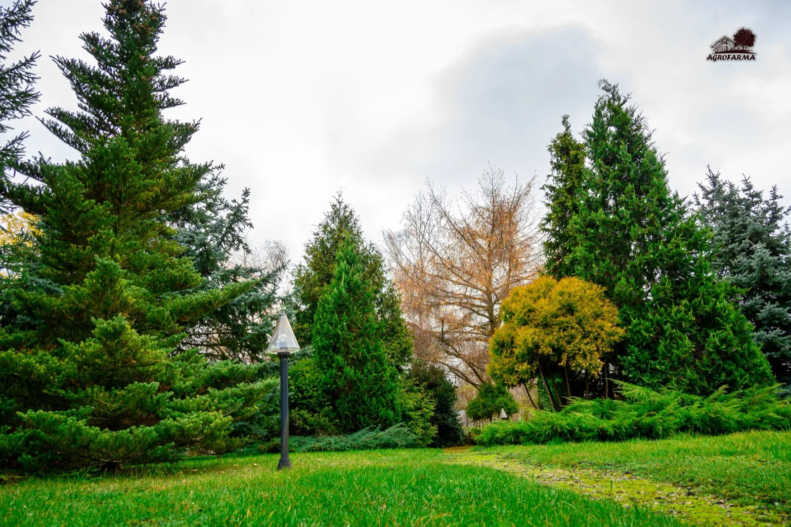Zadbany ogród z iglakami, lampą i zielonym trawnikiem