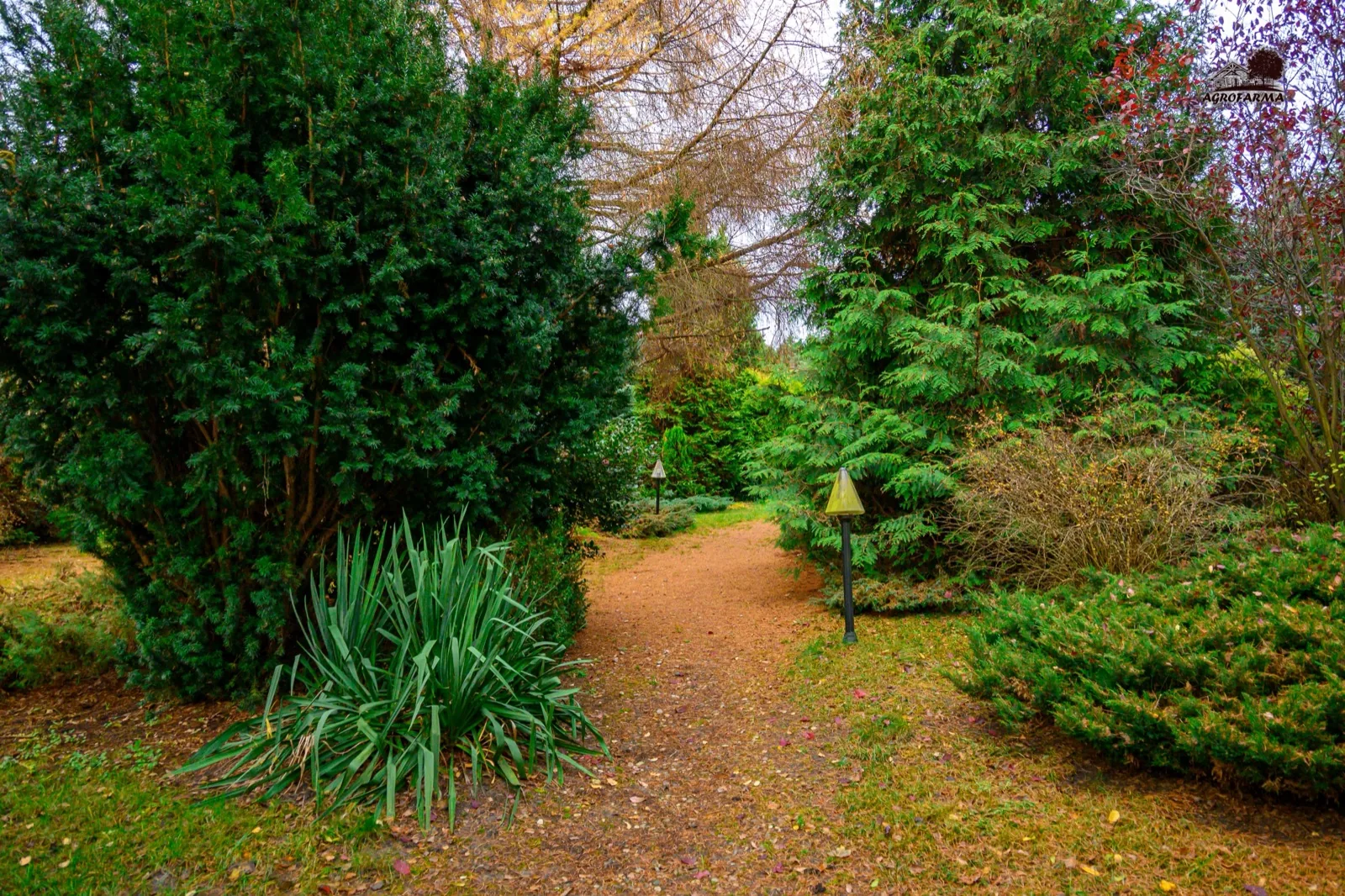 Ścieżka ogrodowa wśród iglaków — 10 ha parku AgroFarma